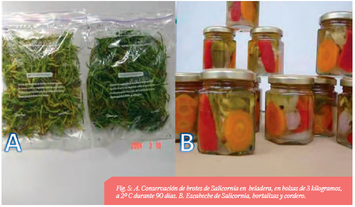 productos-sarcocornia